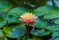 Big amazing bright pink-orange water lily lotus flower Perry`s Orange Sunset in the garden pond above green leaves. Royalty Free Stock Photo