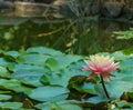 Big amazing bright pink-orange water lily lotus flower Perry`s Orange Sunset in the garden pond above green leaves. Royalty Free Stock Photo