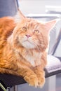 A Big Amazing Orange Cat with Big Yellow Eyes sitting on the Chair, Vertical View