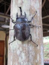 Big Black Amazon Beetle Peru