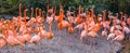 Big American flamingo family standing all together, tropical birds from the galapagos islands Royalty Free Stock Photo