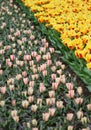 The big amount of the colorful tulips in the spring Royalty Free Stock Photo