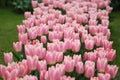 The big amount of the colorful tulips in the spring Royalty Free Stock Photo