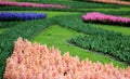 The big amount of the purple blue pink hyacinths Royalty Free Stock Photo