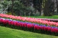 The big amount of the purple blue pink hyacinths Royalty Free Stock Photo