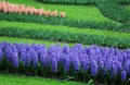 The big amount of the purple blue pink hyacinths Royalty Free Stock Photo