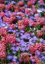 The big amount of the purple pink hyacinths Royalty Free Stock Photo