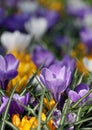 The big amount of purple and yellow crocuses growing in park