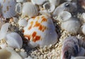 The big amount of shells laying in the sand macro shot