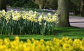 Big amount of yellow narcissus flowers growing under spring sunshine Royalty Free Stock Photo