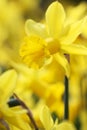 Big amount of yellow narcissus flowers growing under sunshine Royalty Free Stock Photo