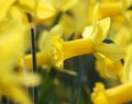 Big amount of yellow narcissus flowers growing under sunshine Royalty Free Stock Photo