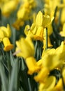 Big amount of yellow narcissus flowers growing under sunshine Royalty Free Stock Photo