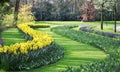 Big amount of yellow narcissus flowers growing under sunshine Royalty Free Stock Photo