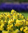 Big amount of yellow narcissus flowers growing under sunshine Royalty Free Stock Photo