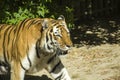 Big Amurian tiger