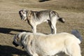 Big Anatolian shepherd dog