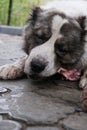 Big angry Central Asian Shepherd dog eats a bone. Dangerous animal to guard the house. Royalty Free Stock Photo