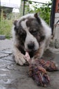 Big angry Central Asian Shepherd dog eats a bone. Dangerous animal to guard the house.