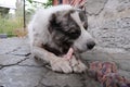 Big angry Central Asian Shepherd dog eats a bone. Dangerous animal to guard the house. Royalty Free Stock Photo