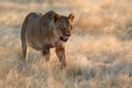 Big angry female lion in Etosha NP, Namibia. African lion walking in the grass, with beautiful evening light. Wildlife scene from