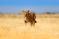 Big angry female lion in Etosha NP, Namibia. African lion walking in the grass, with beautiful evening light. Wildlife scene from