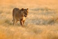 Big angry female lion in Etosha NP, Namibia. African lion walking in the grass, with beautiful evening light. Wildlife scene from