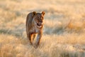 Big angry female lion in Etosha NP, Namibia. African lion walking in the grass, with beautiful evening light. Wildlife scene from Royalty Free Stock Photo