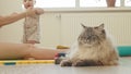 Big angry fluffy pet cat lies on the floor and a little baby playing with his mother on the background