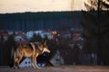 Big, angry and hungry wolf in countryside village area. Generative AI