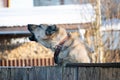 A big angry looks out from behind the fence and barks loudly, defending the territory