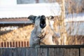 A big angry looks out from behind the fence and barks loudly, defending the territory