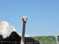 A big angry male ostrich with a blue sky in the background Royalty Free Stock Photo