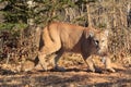 Big angry mountain lion Royalty Free Stock Photo