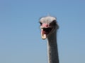 A big angry ostrich bird closeup with a blue background Royalty Free Stock Photo