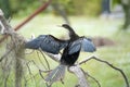 A big anhinga bird resting on tree branch in Florida wetlands Royalty Free Stock Photo