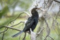 A big anhinga bird resting on tree branch in Florida wetlands Royalty Free Stock Photo