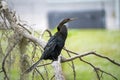 A big anhinga bird resting on tree branch in Florida wetlands Royalty Free Stock Photo