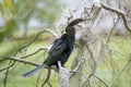 A big anhinga bird resting on tree branch in Florida wetlands Royalty Free Stock Photo