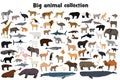 Big animal collection. Set of wild forest, arctic, jungle, mountain, african, australian animals. Realistic animals. Royalty Free Stock Photo