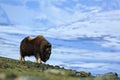 Big animal in the winter mountain. Musk Ox, Ovibos moschatus, with mountain and snow in the background, animal in the nature habit Royalty Free Stock Photo