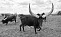 A big Ankole Cow Royalty Free Stock Photo