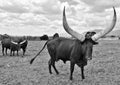 A big Ankole Cow Royalty Free Stock Photo