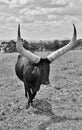 A big Ankole Cow Royalty Free Stock Photo