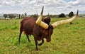 A big Ankole Cow Royalty Free Stock Photo