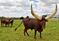 A big Ankole Cow Royalty Free Stock Photo