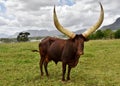 A big Ankole Cow Royalty Free Stock Photo
