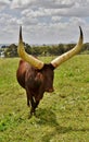 A big Ankole Cow Royalty Free Stock Photo