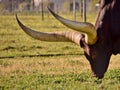 A big Ankole Cow Royalty Free Stock Photo