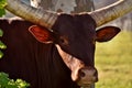 A big Ankole Cow Royalty Free Stock Photo